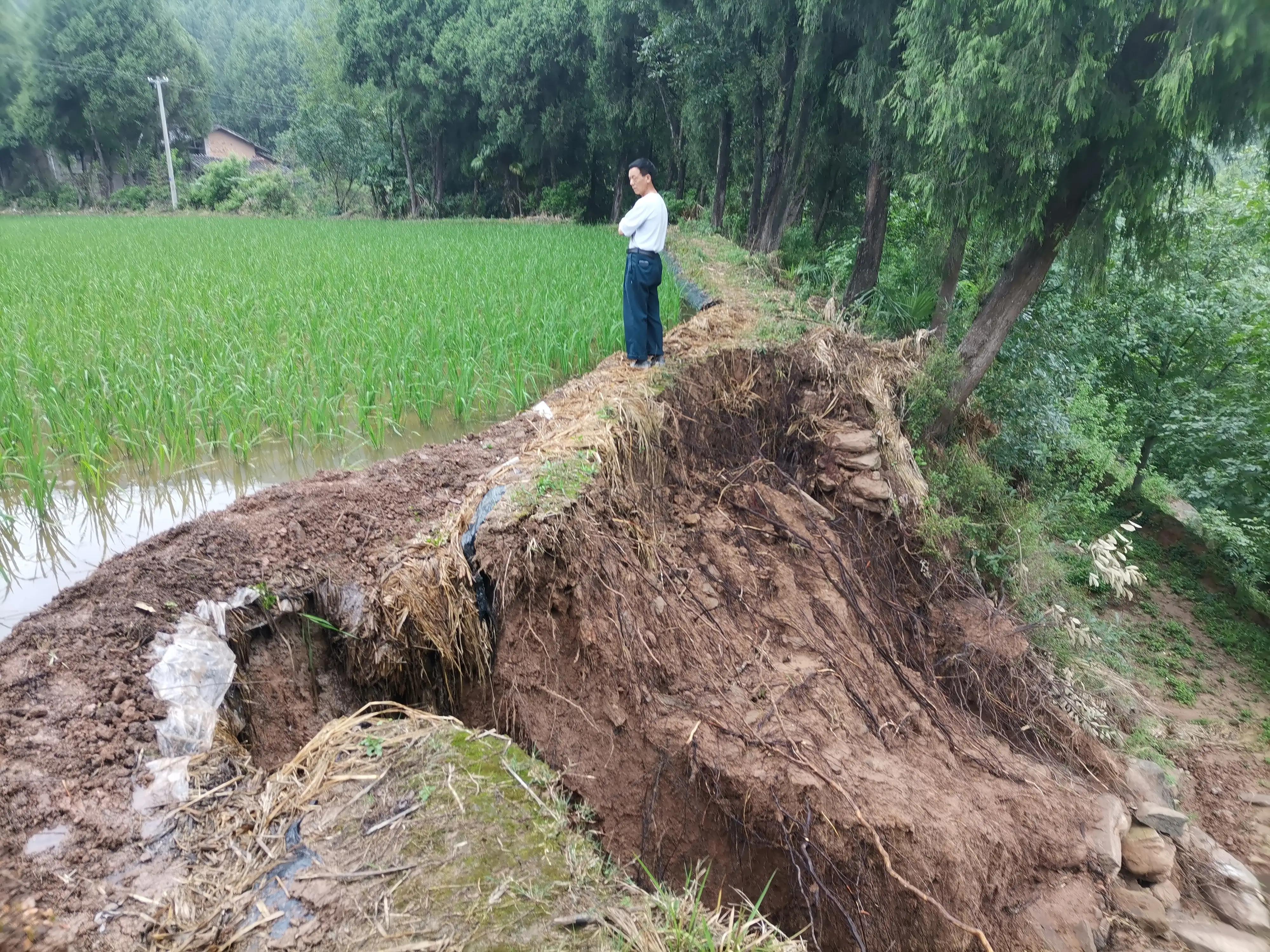 僧人顶38度高温种地