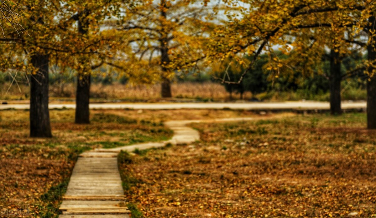 2021桂林海洋乡银杏最佳观赏地? 2021桂林海洋乡银杏最佳观赏地?