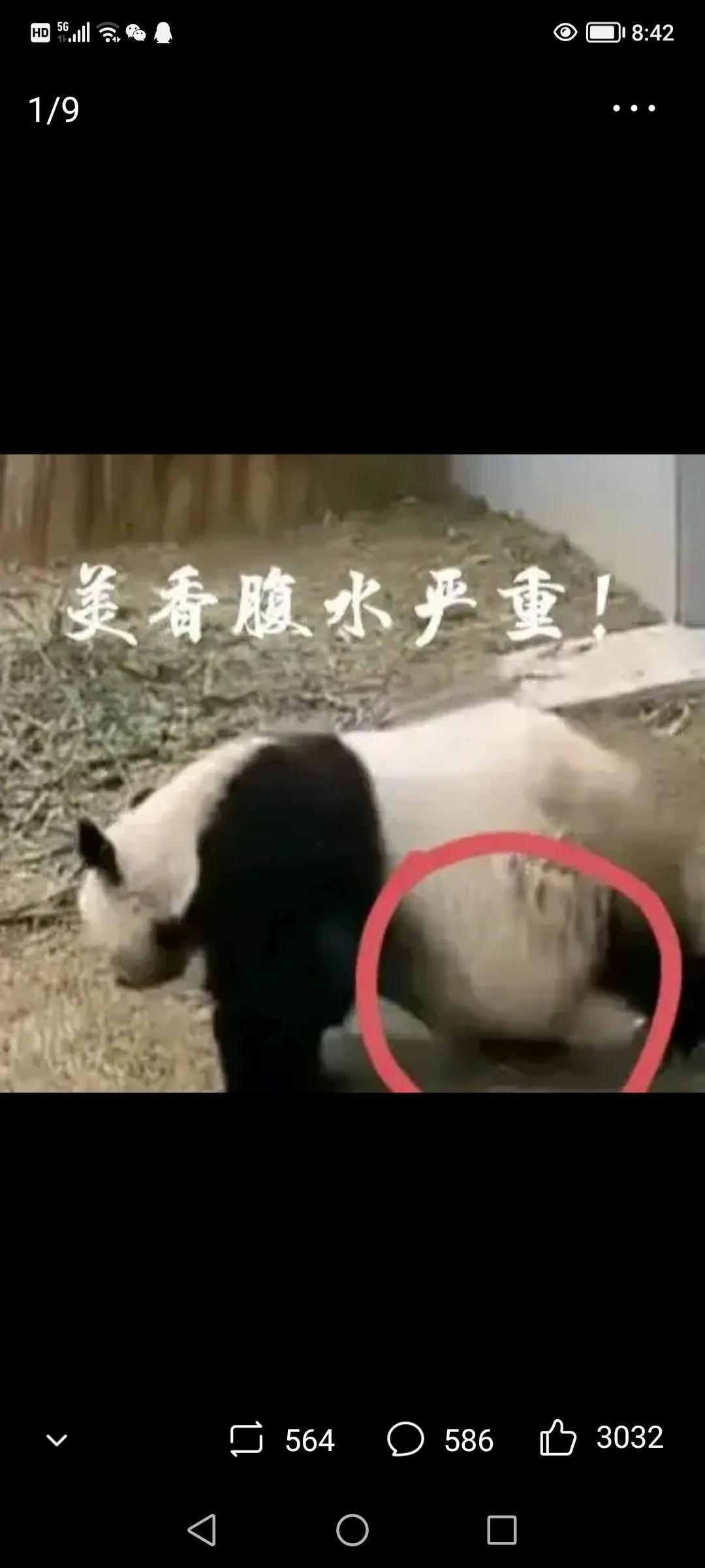 熊猫美香海外生活，熊猫美香在美国