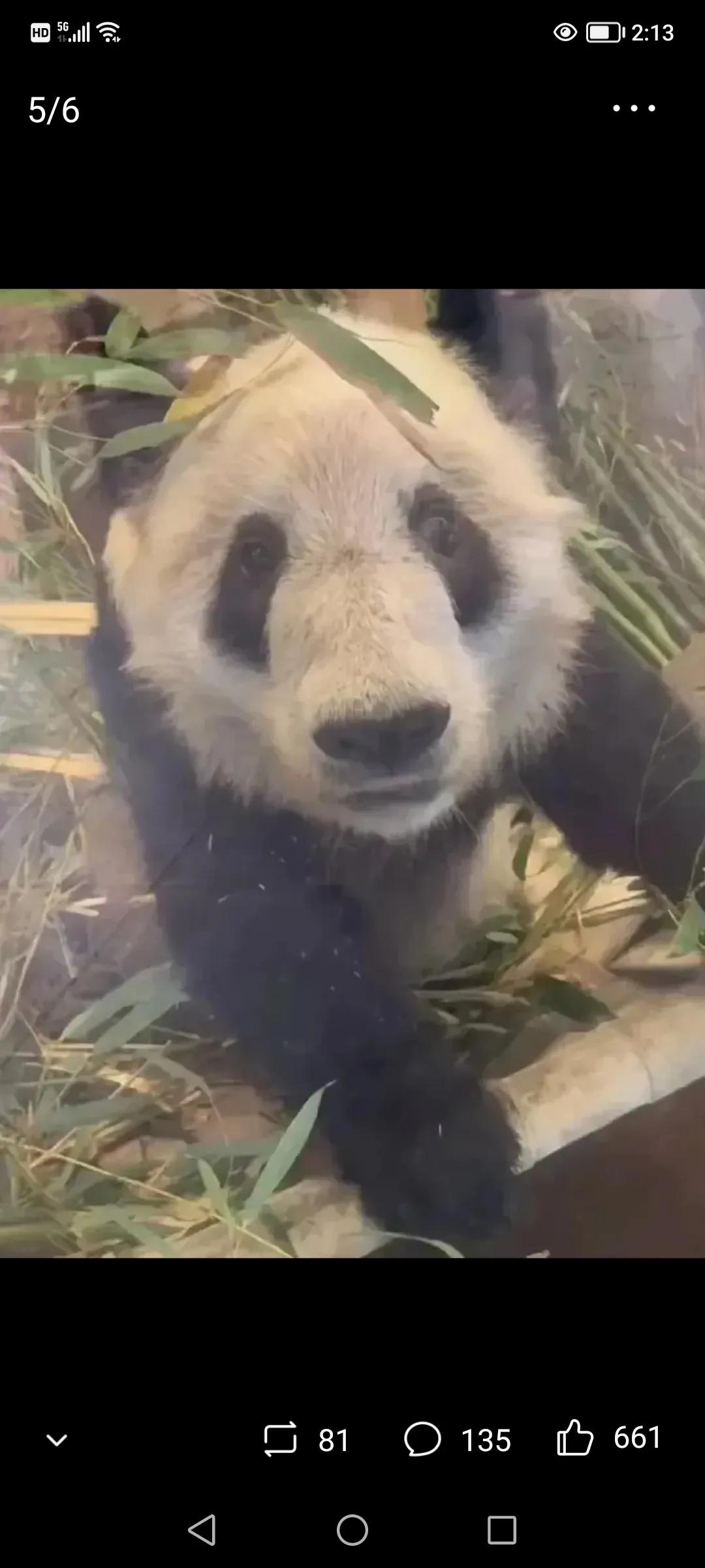 熊猫美香海外生活，熊猫美香在美国