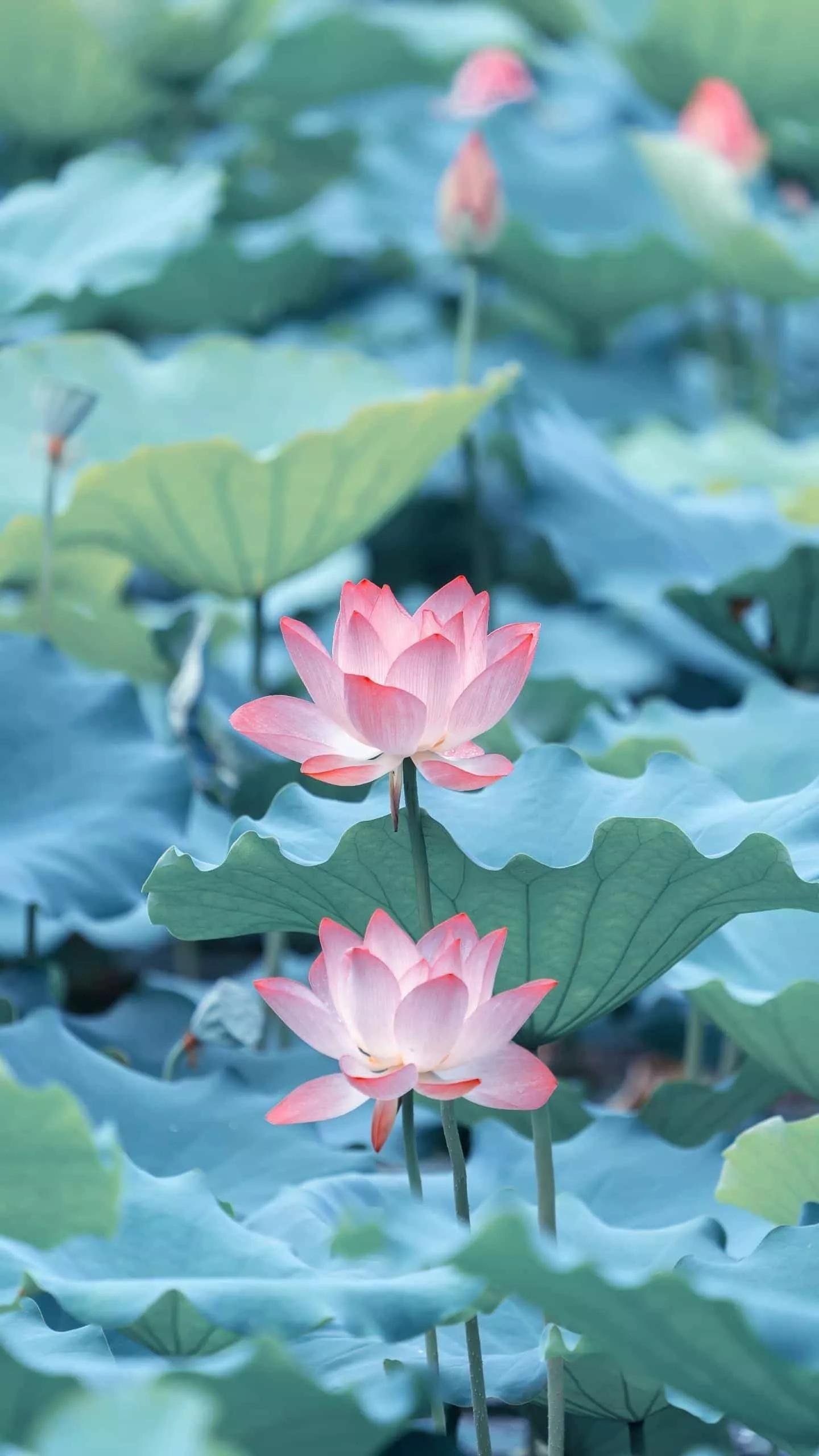 过年朋友圈（新年朋友圈什么时候发？）