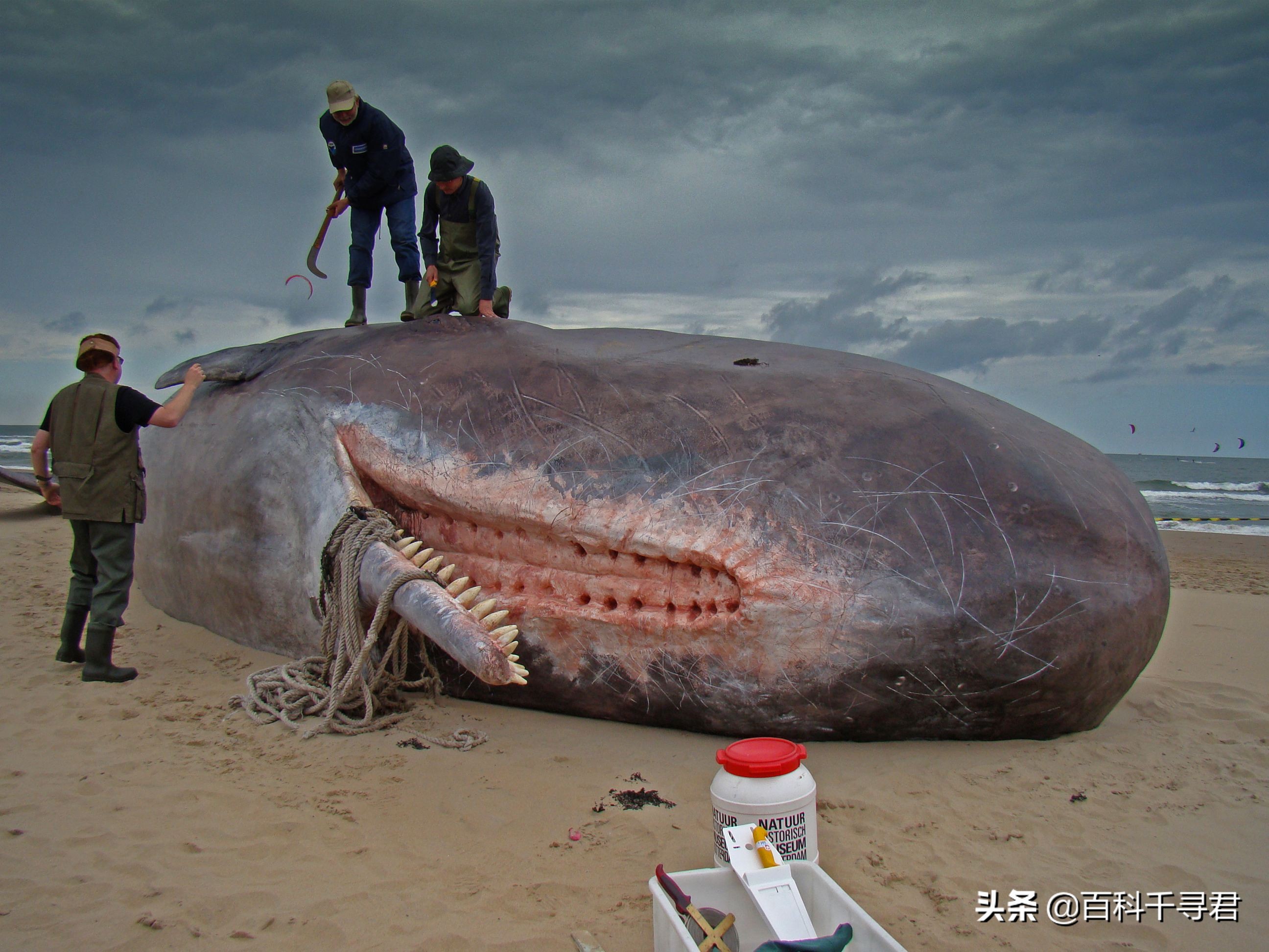 抹香鲸为什么搁浅？：日本多条抹香鲸搁浅