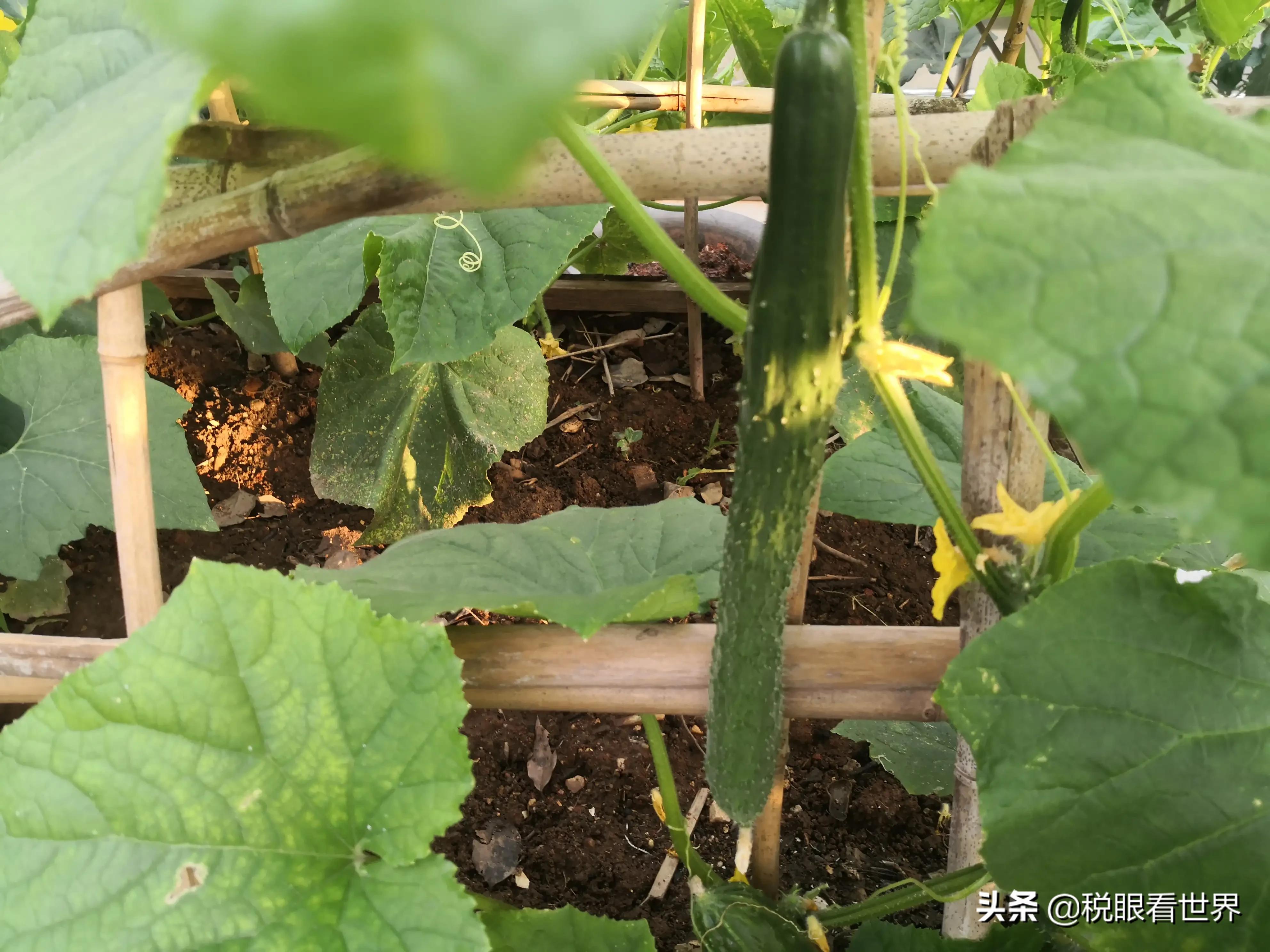 税务软件的智能升级：提升财务效率的利器，税务软件系统