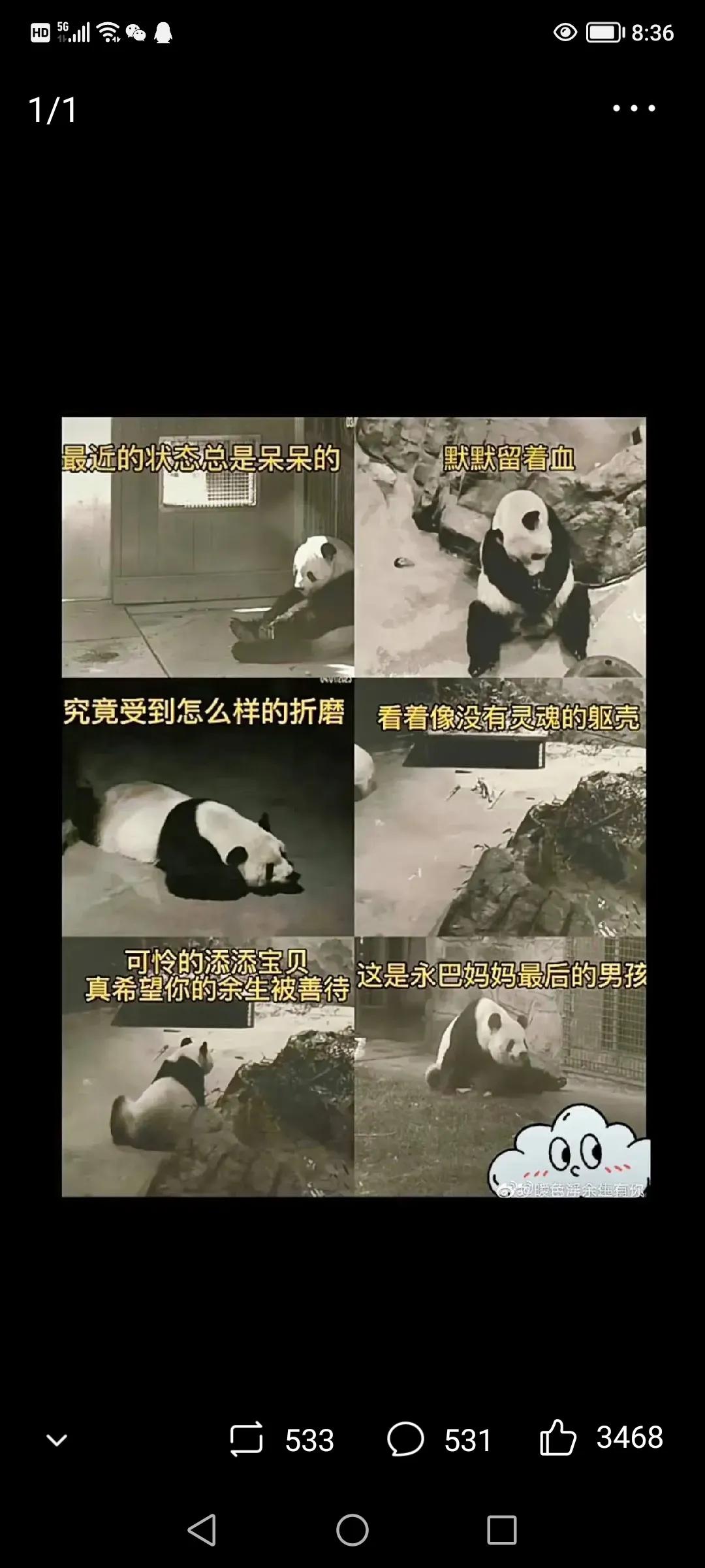 熊猫美香海外生活，熊猫美香在美国
