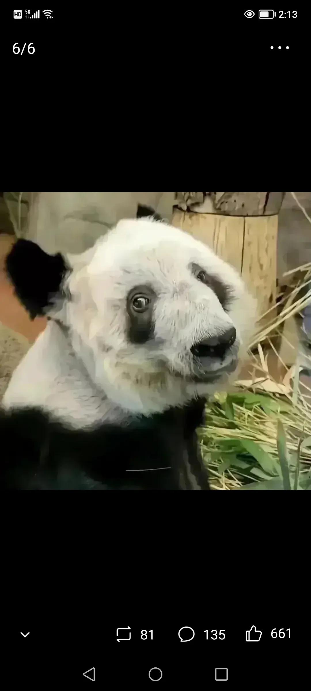 熊猫美香海外生活，熊猫美香在美国