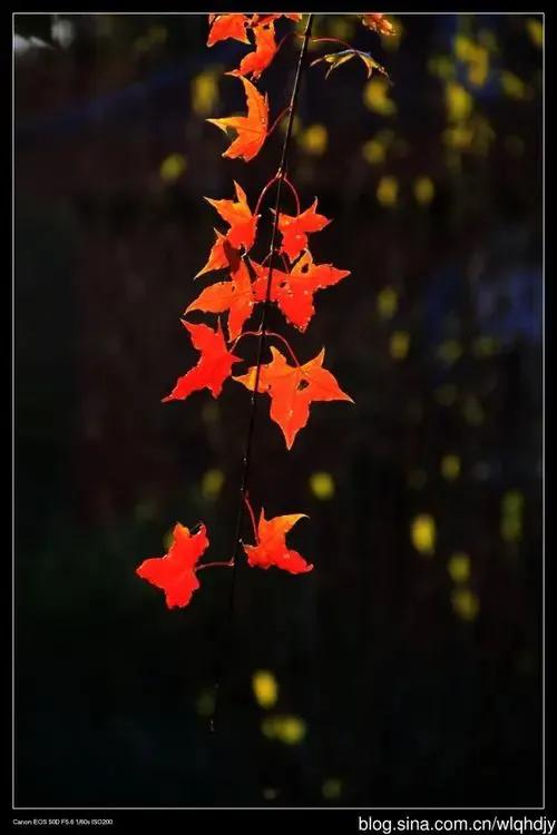 岳麓山石碑是什么字？：岳麓怎么读