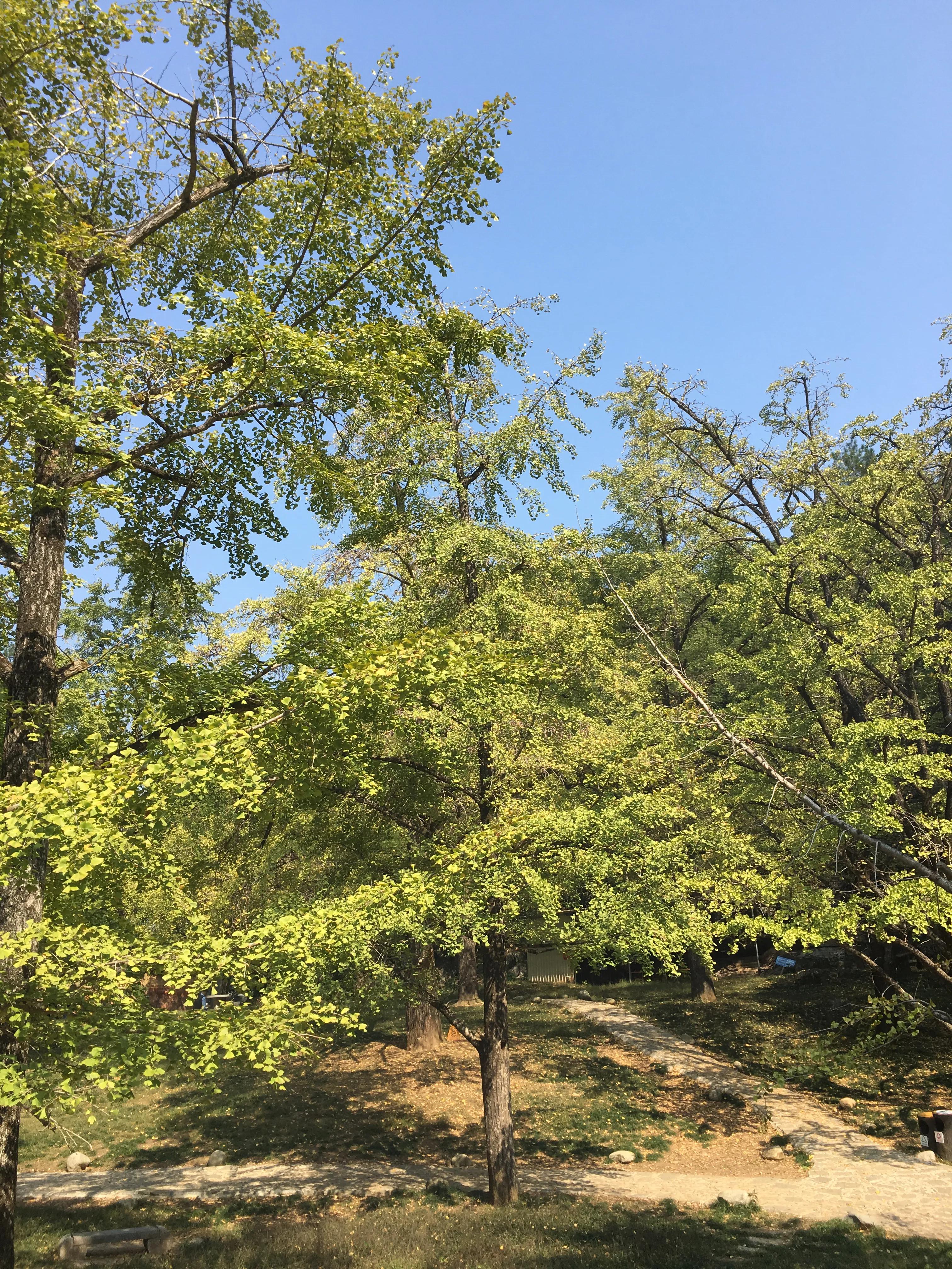 桂林哪里可以欣赏银杏? 桂林哪里可以欣赏银杏?