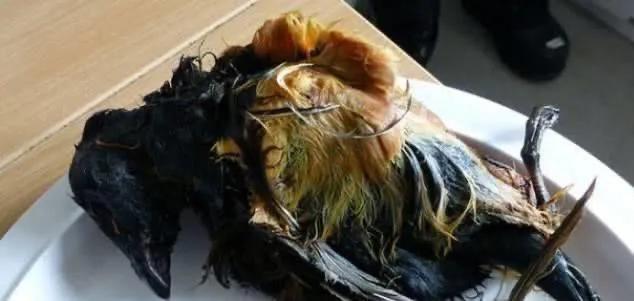 海外生活食物有哪些品种，海外生活食物有哪些品种图片