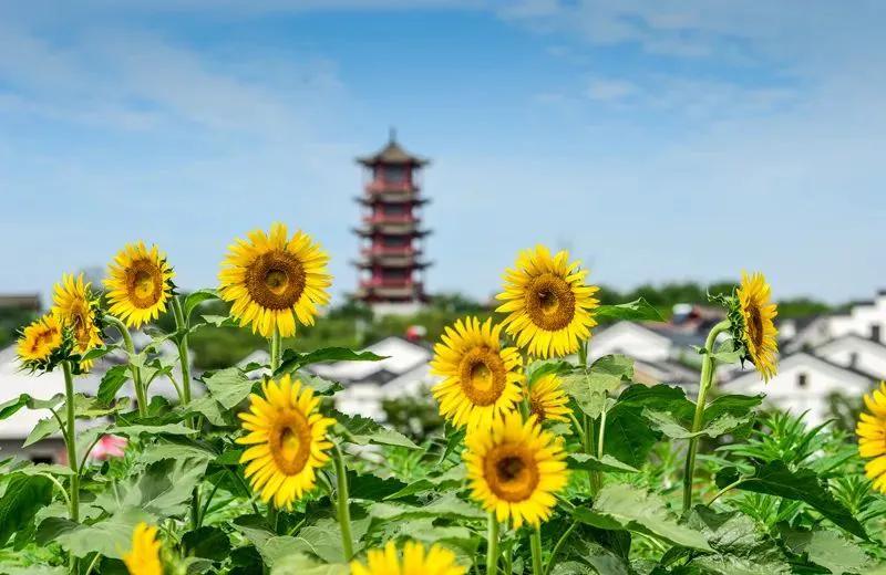 [新闻主播为啥戴假发]朱迅的头发是真的吗？