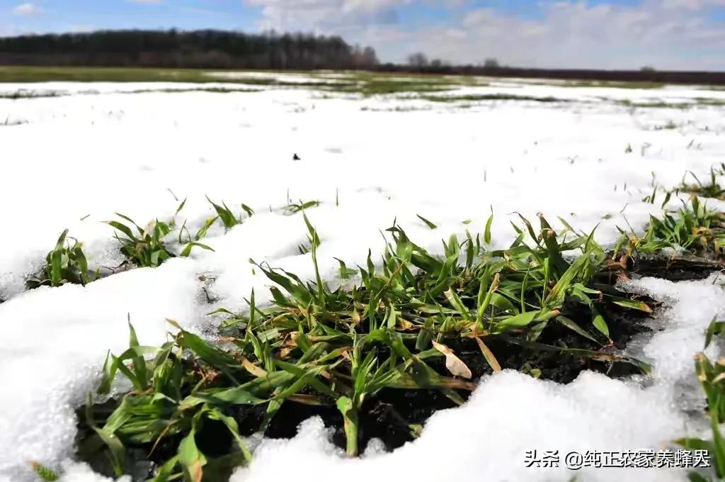 河南现在雪怎么样