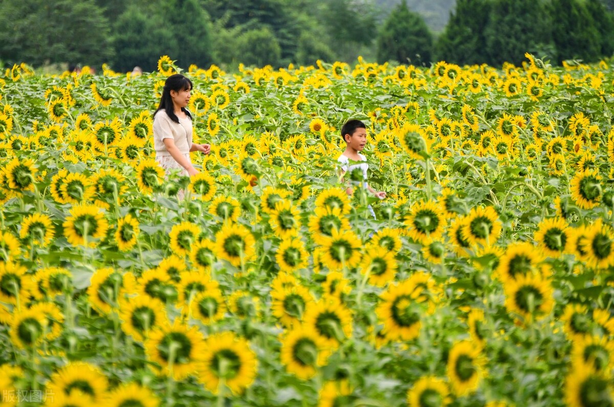 河南遭40年难遇干旱