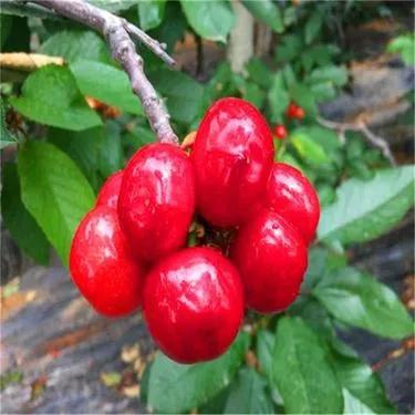 cherry汽车报价,cherry 汽车