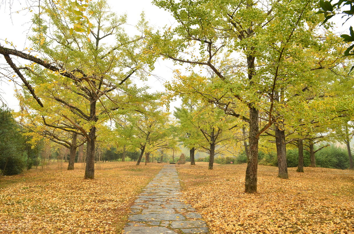 2021桂林海洋乡银杏最佳观赏地？