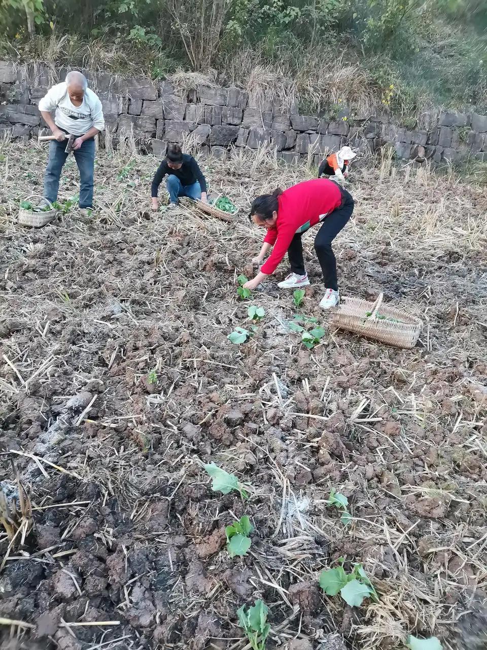 僧人顶38度高温种地