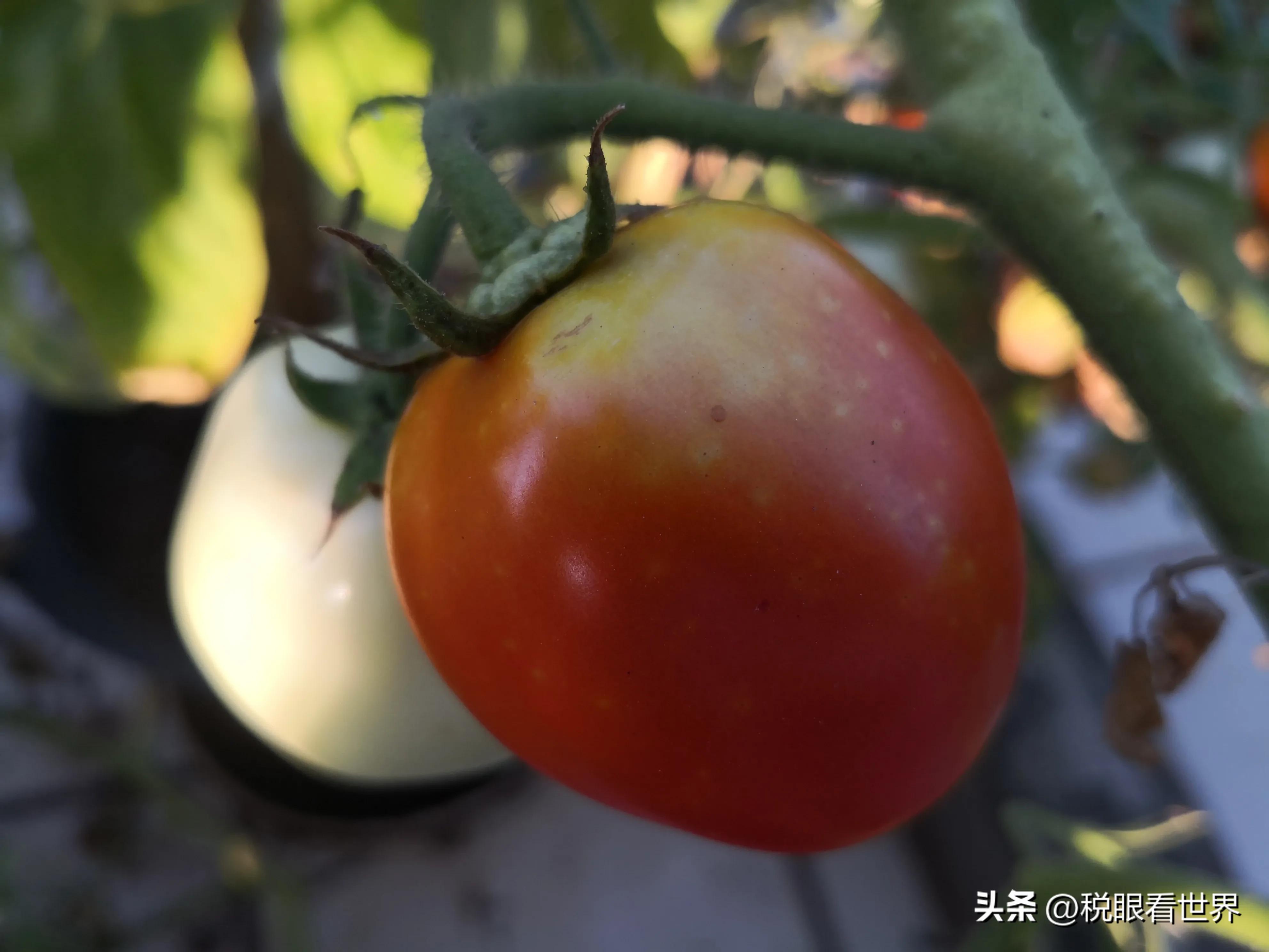 真相大曝光：纳税人与税务所的秘密交易，真相大曝光:纳税人与税务所的秘密交易信息