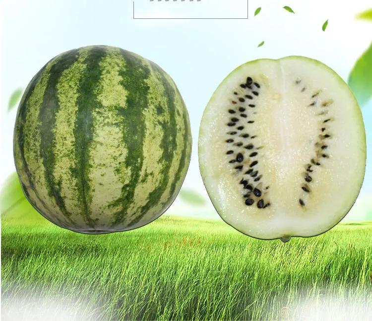 兰州市哪里有采摘的西瓜 兰州市哪里有采摘的西瓜