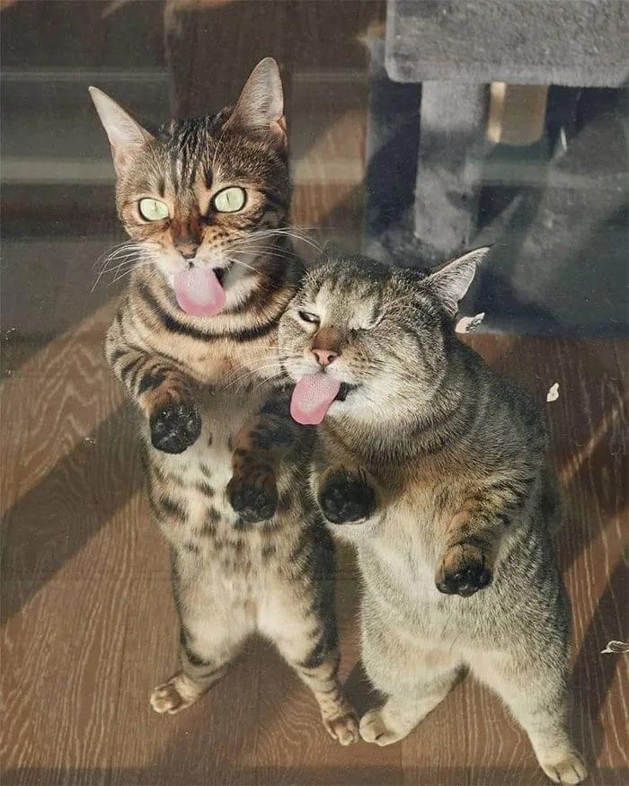 [医生持弓箭射流浪猫]如果你家人里有医生，你愿意让其去给宠物猫治疗新冠肺炎吗？