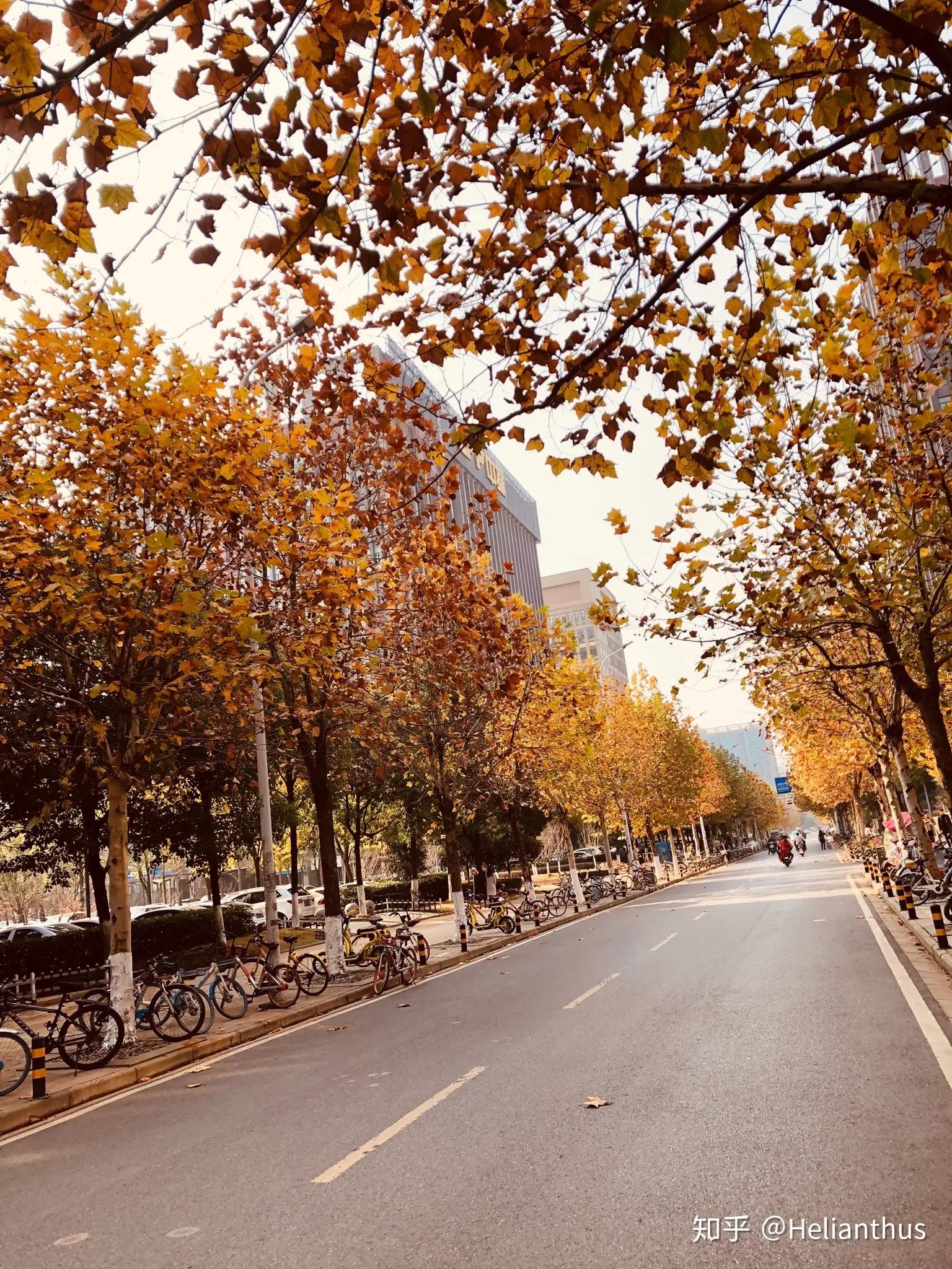 武汉市是什么样的