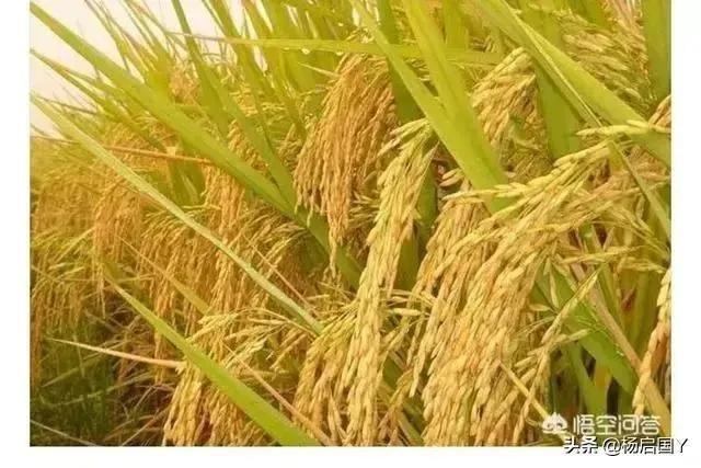 僧人顶38度高温种地