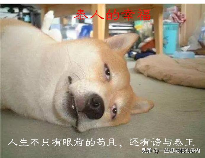 泰国王室海外生活，泰国王室海外生活视频