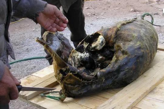 海外生活食物有哪些品种，海外生活食物有哪些品种图片