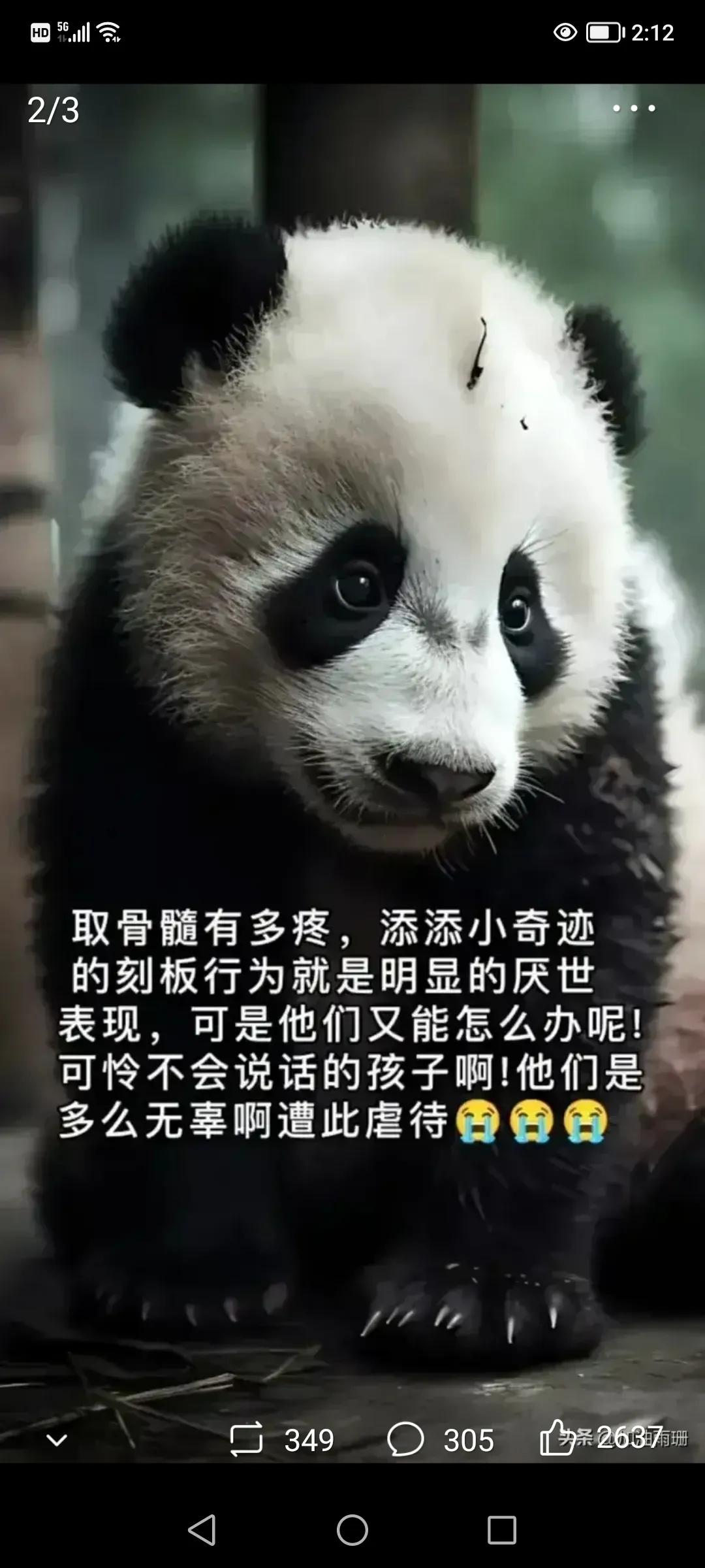 熊猫美香海外生活，熊猫美香在美国