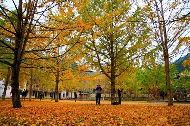 响螺花胶煲鹧鸪汤 2024年响螺花胶煲鹧鸪汤