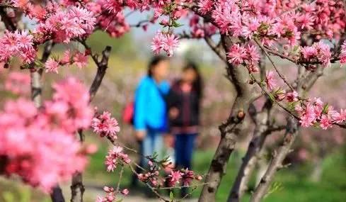 响螺花胶煲鹧鸪汤 2024年响螺花胶煲鹧鸪汤