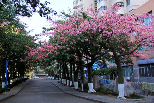 灵芝乌鸡炖花胶 灵芝乌鸡炖花胶的做法