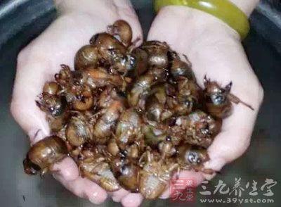 花胶蒸熟了会变形吗 2026年花胶蒸熟了会变形吗能吃吗