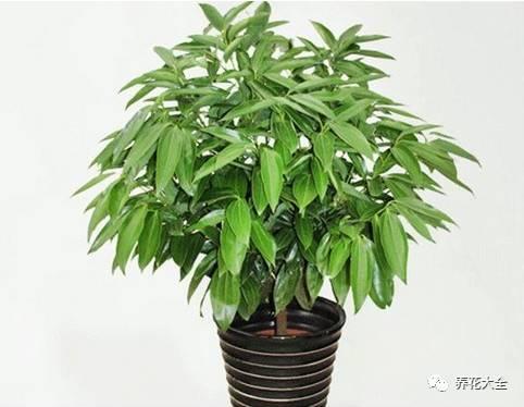 家里种这10种绿植，镇家旺业，招财进宝！