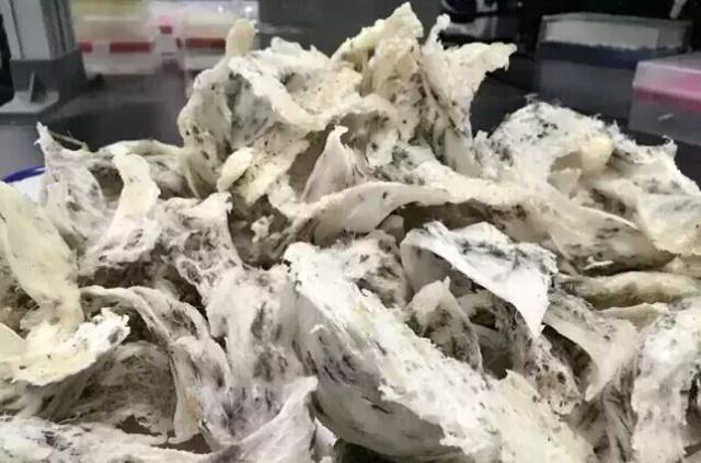 花胶可以寄出美国吗 2026年花胶可以寄出美国吗多少钱