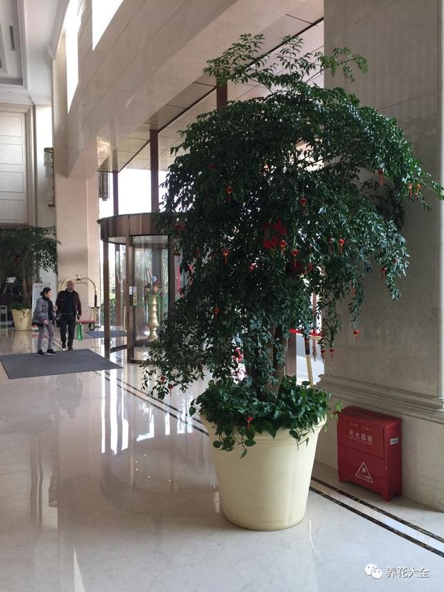 家里种这10种绿植，镇家旺业，招财进宝！