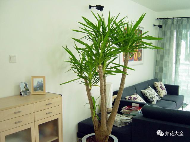 家里种这10种绿植，镇家旺业，招财进宝！