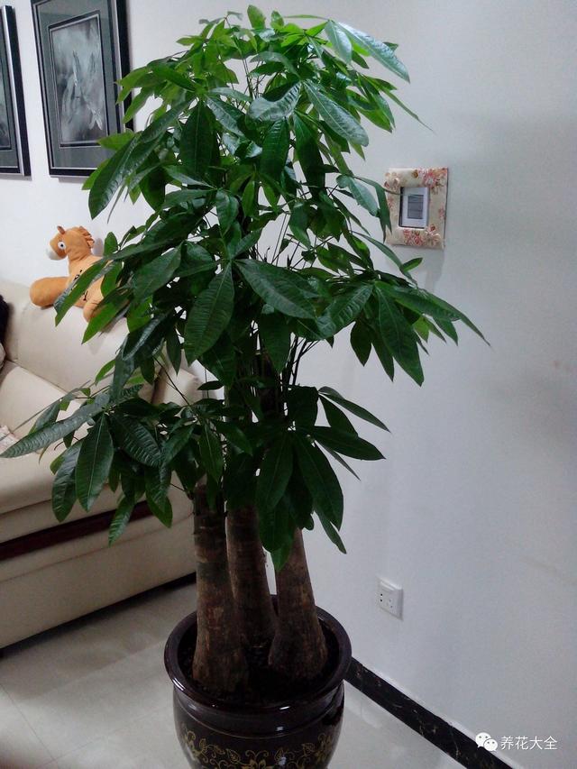 家里种这10种绿植，镇家旺业，招财进宝！