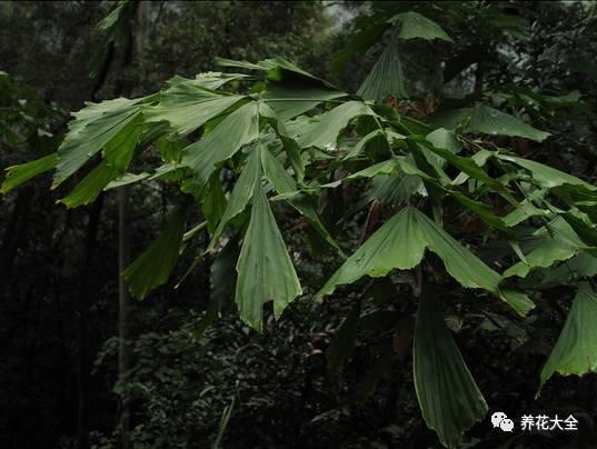 家里种这10种绿植，镇家旺业，招财进宝！