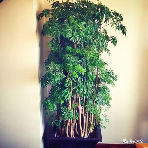 家里种这10种绿植，镇家旺业，招财进宝！