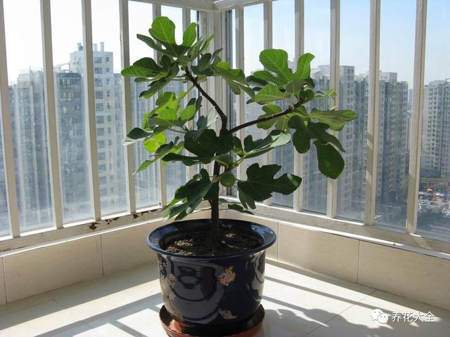 家里种这10种绿植，镇家旺业，招财进宝！
