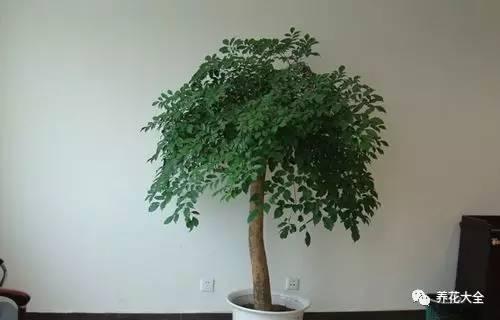 家里种这10种绿植，镇家旺业，招财进宝！