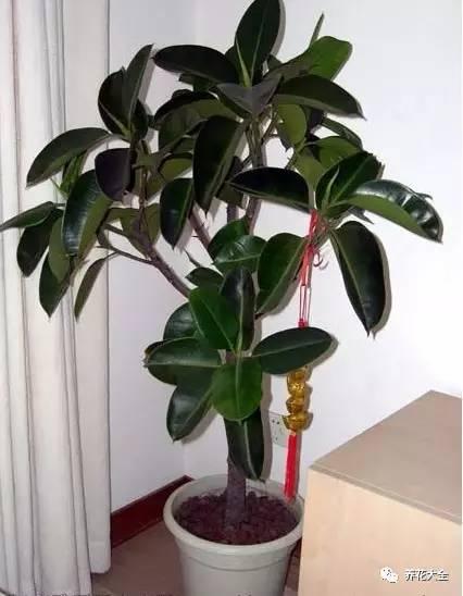 家里种这10种绿植，镇家旺业，招财进宝！