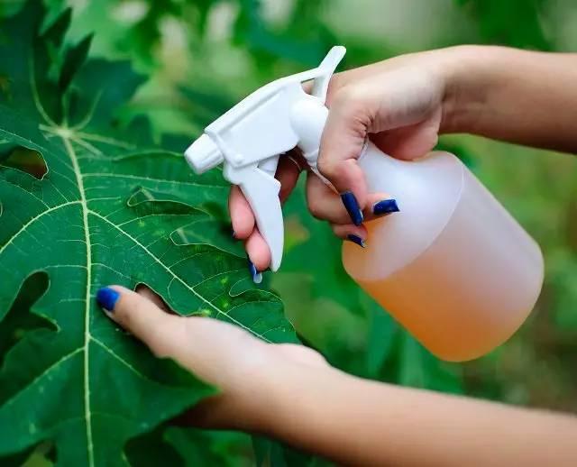 怎样在不用杀虫剂的情况下消灭一些害虫？（只需5步做出天然无害的有效杀虫剂）