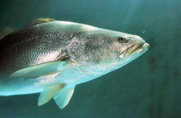 鱼胶平台买卖 2025年鱼胶平台买卖套路