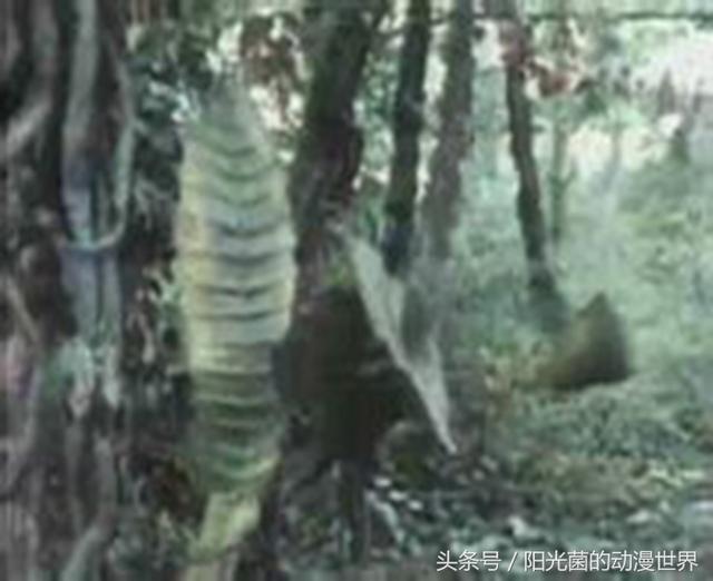 初代《奥特曼》里面给你留下深刻印象的怪兽都有哪些？