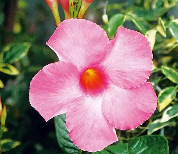 能爬墙的植物有啥（院子里种上10类爬墙花卉）