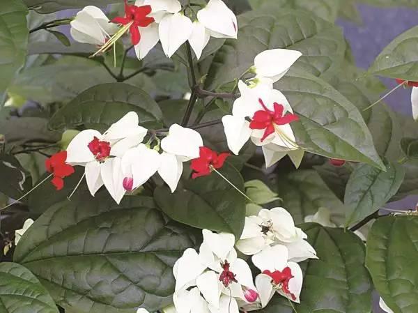 院子里种上10类爬墙花卉，只看见花，都不见人了
