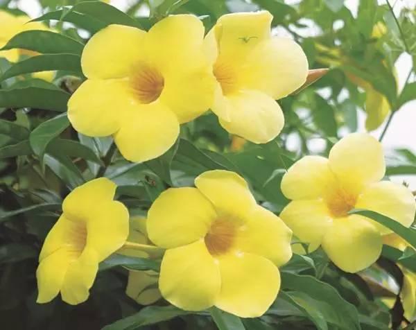 院子里种上10类爬墙花卉，只看见花，都不见人了