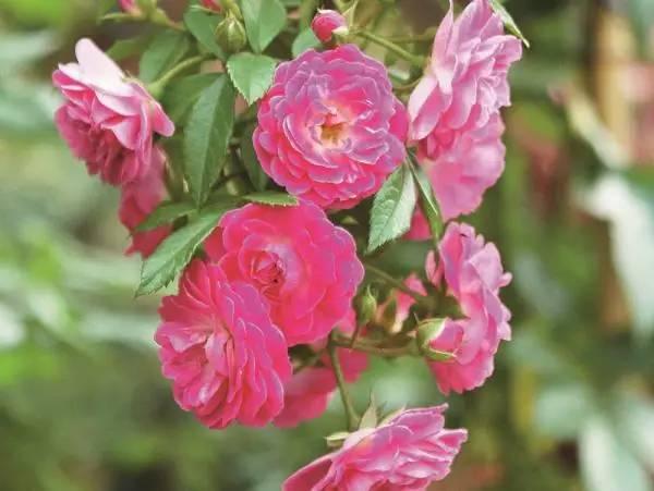院子里种上10类爬墙花卉，只看见花，都不见人了