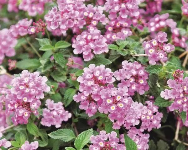 院子里种上10类爬墙花卉，只看见花，都不见人了