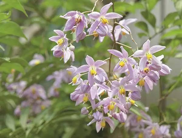 院子里种上10类爬墙花卉，只看见花，都不见人了