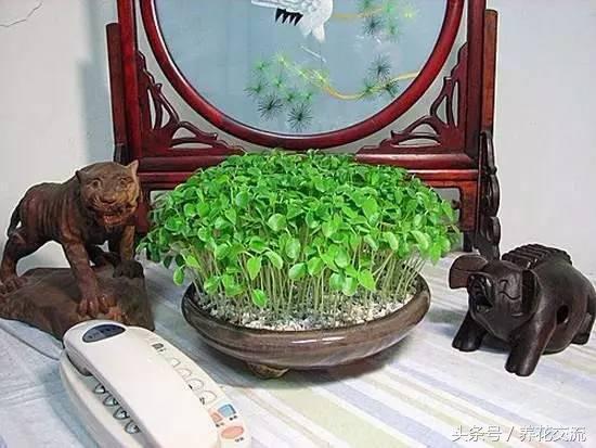 木瓜籽泡水就能变成比绿萝好看的盆栽，北方的朋友也能养